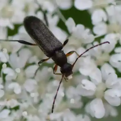 Foto von Mattschwarzer Blütenbock (Grammoptera ruficornis)