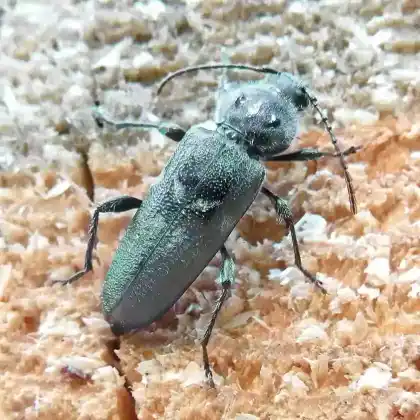 Foto von Hausbock (Hylotrupes bajulus)