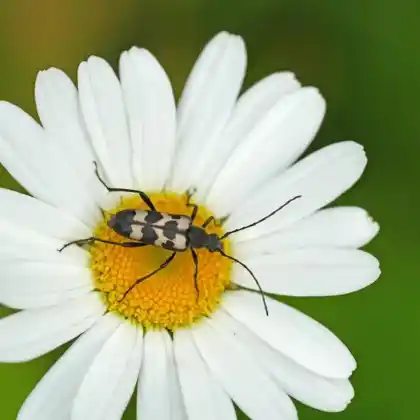 Foto von  (Judolia sexmaculata)
