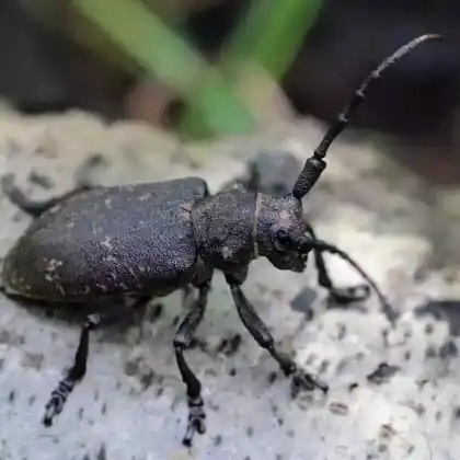 Foto von Weberbock (Lamia textor)