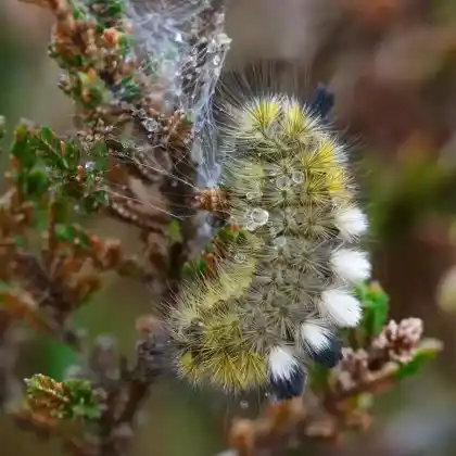 Foto von Ginster-Bürstenspinner (Dicallomera fascelina)