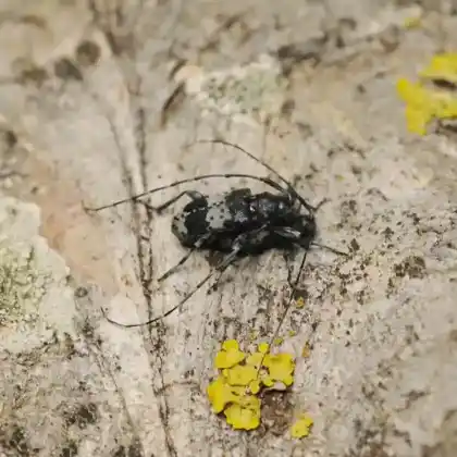 Foto von  (Leiopus punctulatus)