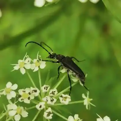 Foto von Mohren-Schmalbock (Leptura aethiops)