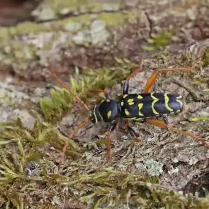Foto von  (Leptura arcuata)