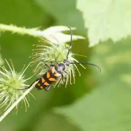 Foto von  (Leptura aurulenta)