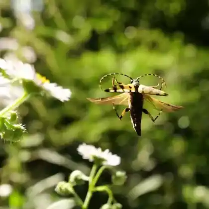 Foto von Gefleckter Schmalbock (Leptura maculata)