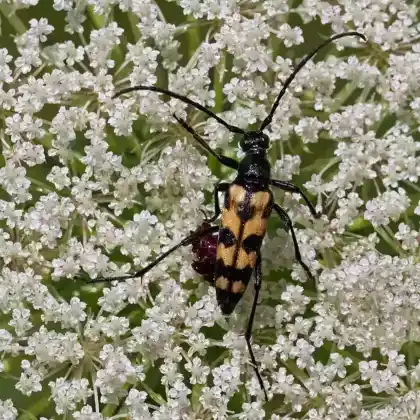 Foto von Vierbindiger Schmalbock (Leptura quadrifasciata)