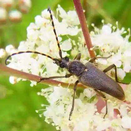 Foto von DichtbehaarterHalsbock (Lepturobosca virens)