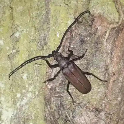 Foto von  (Megopis scabricornis)