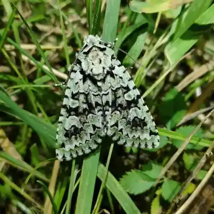 Foto von Grüne Eicheneule (Dichonia aprilina)
