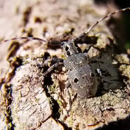Foto von Großer Augenfleckenbock (Mesosa curculionoides)