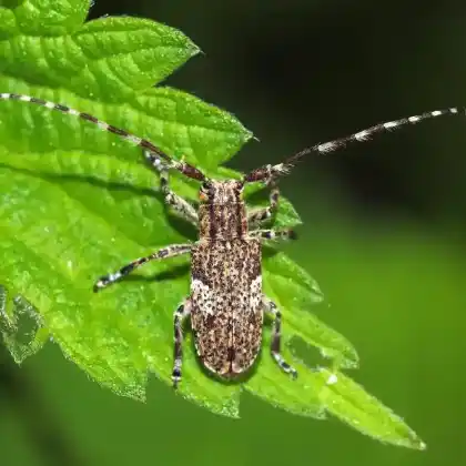 Foto von Binden-Augenfleckenbock (Mesosa nebulosa)