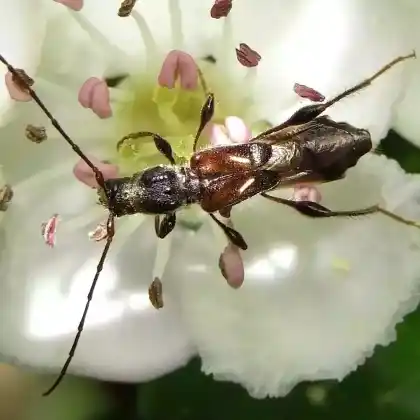 Foto von Dunkelschenkliger Kurzdeckenbock (Molorchus minor)
