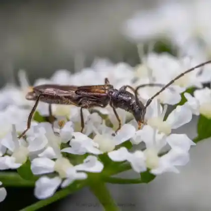 Foto von  (Molorchus umbellatarum)
