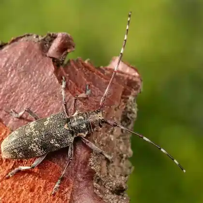 Foto von Gefleckter Langhornbock (Monochamus galloprovincialis)