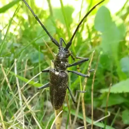 Foto von  (Monochamus sartor)