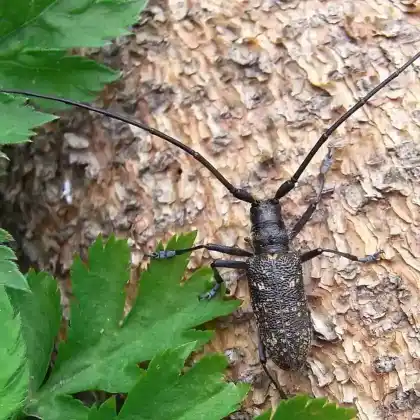 Foto von Einfarbiger Langhornbock (Monochamus sutor)