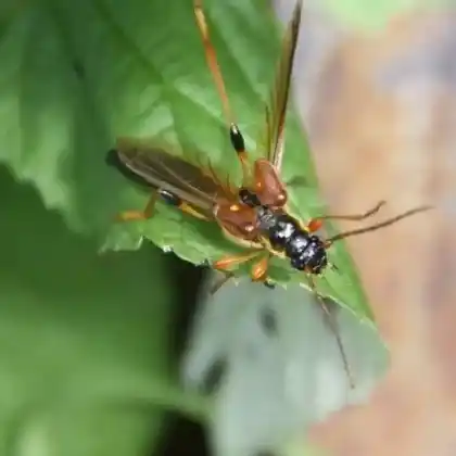 Foto von Schwarzbrauner Wespenbock (Necydalis major)