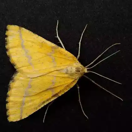 Foto von Orangegelber Breitflügelspanner (Agriopis aurantiaria)