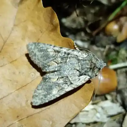 Foto von Graue Eicheneule (Dichonia convergens)