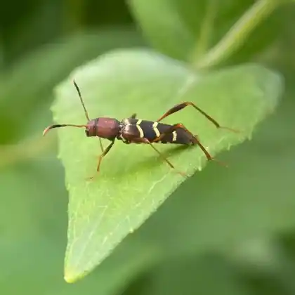 Foto von  (Neoclytus acuminatus)