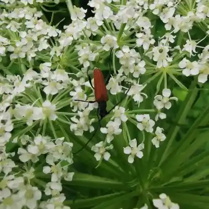 Foto von  (Nivellia sanguinosa)