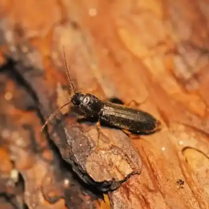 Foto von  (Nothorhina punctata)