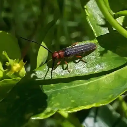 Foto von  (Oberea erythrocephala)