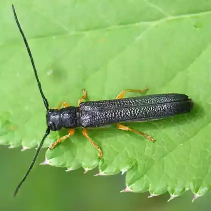 Foto von Haselbock (Oberea linearis)