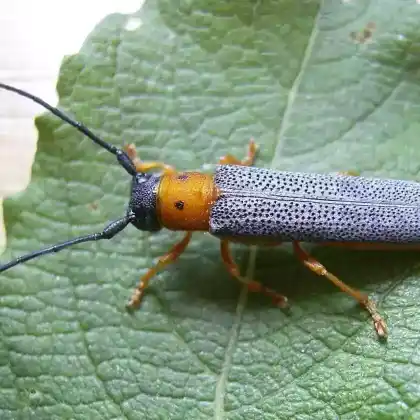 Foto von Weiden-Linienbock (Oberea oculata)