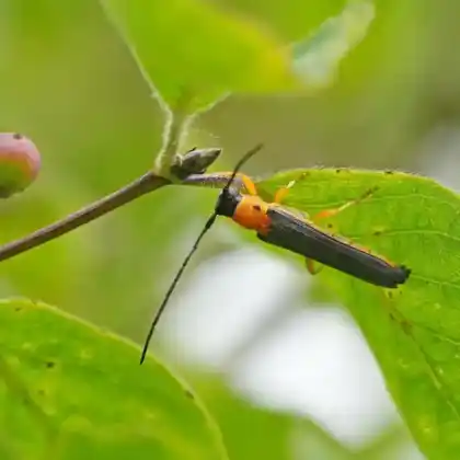 Foto von Geißblatt-Linienbock (Oberea pupillata)