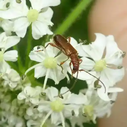 Foto von Gemeiner Reisigbock (Obrium brunneum)