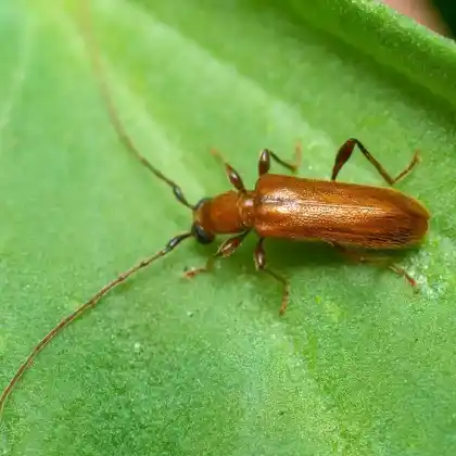 Foto von  (Obrium cantharinum)