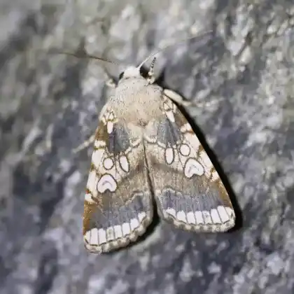 Foto von Eichen-Nulleneule (Dicycla oo)