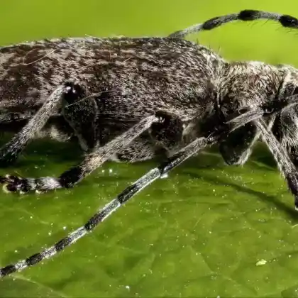 Foto von  (Oplosia fennica)