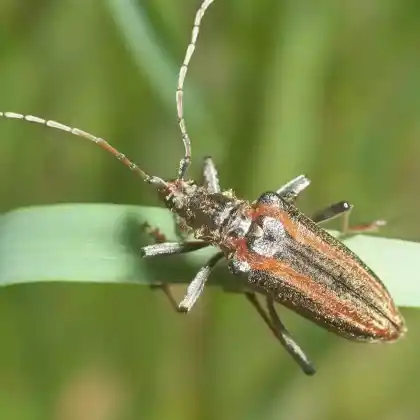 Foto von Schulterbock (Oxymirus cursor)