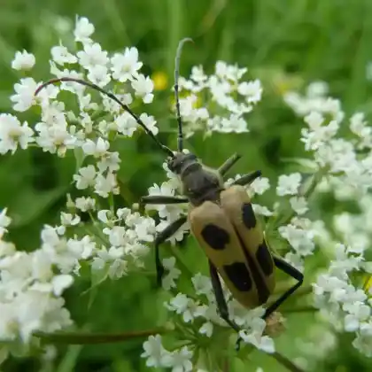 Foto von Gelber Vierfleckbock (Pachyta quadrimaculata)