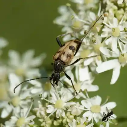 Foto von  (Pachytodes cerambyciformis)
