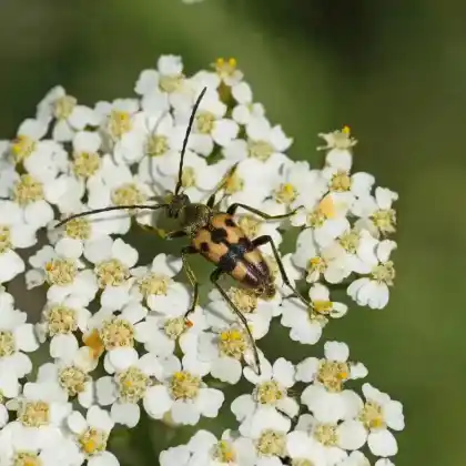 Foto von  (Pachytodes erraticus)
