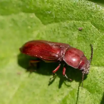 Foto von  (Parandra brunnea)