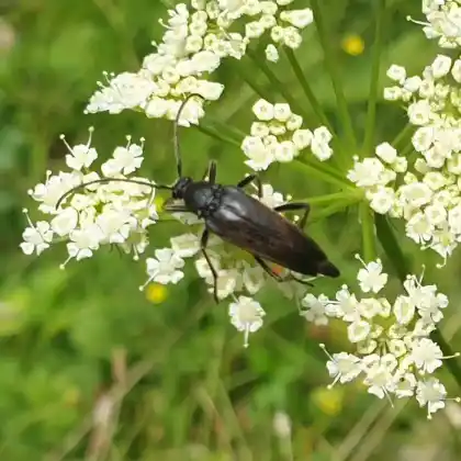 Foto von  (Pedostrangalia pubescens)