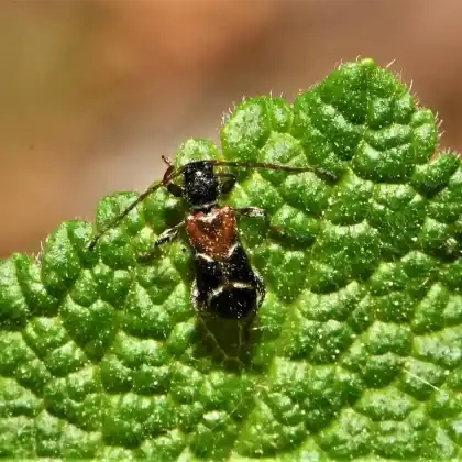 Foto von Kleiner Schönbock (Phymatodes alni)