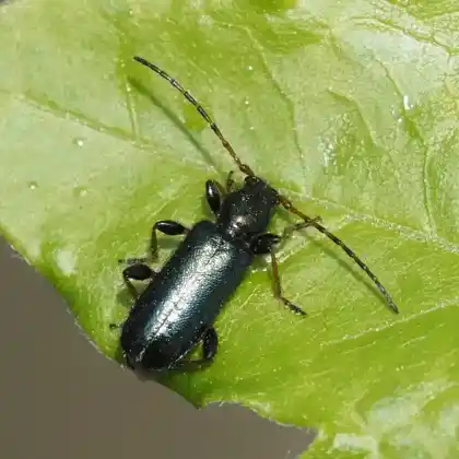 Foto von  (Phymatodes rufipes)