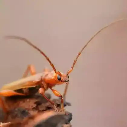 Foto von Variabler Schönbock (Phymatodes testaceus)