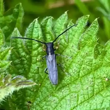 Foto von  (Phytoecia cylindrica)