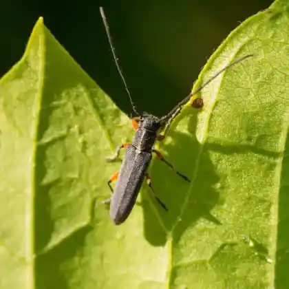 Foto von  (Phytoecia icterica)