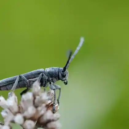 Foto von Schwarzgrauer Walzenhalsbock (Phytoecia nigricornis)