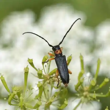 Foto von  (Phytoecia nigripes)