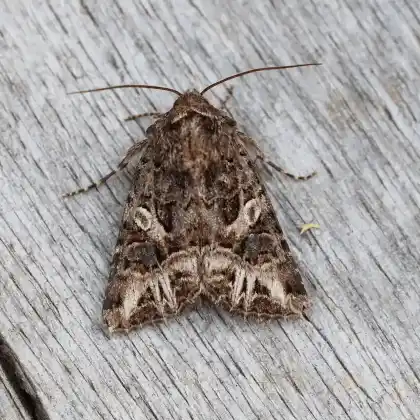 Foto von Alpenmatten-Zwergweideneule (Discestra melanopa)