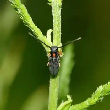 Foto von  (Phytoecia pustulata)